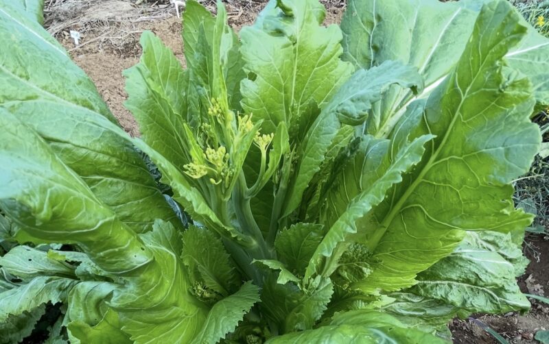 Chinese Mustard　祝蕾　子持ち高菜