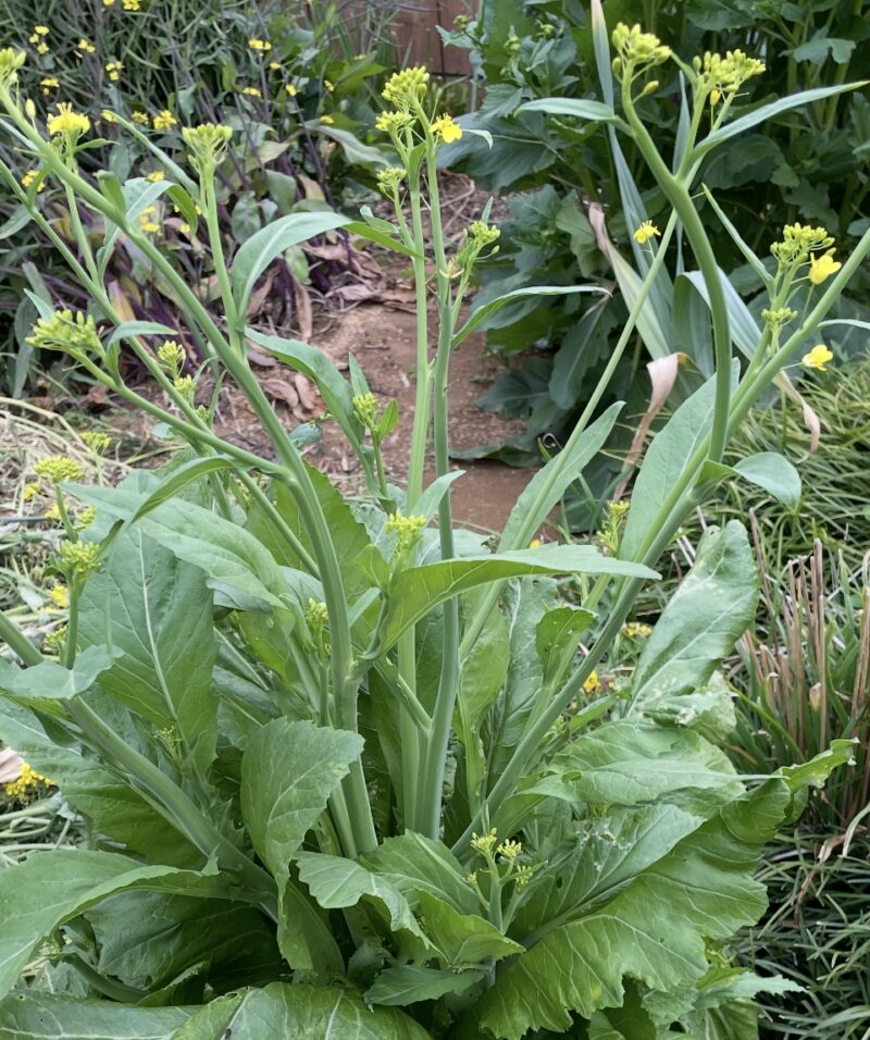 Chinese Mustard　祝蕾　子持ち高菜