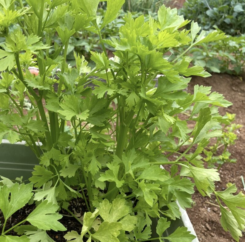 Chinese celery 芹菜(キンツァイ)
