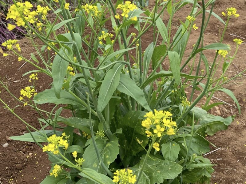 Chinese Mustard　祝蕾　子持ち高菜