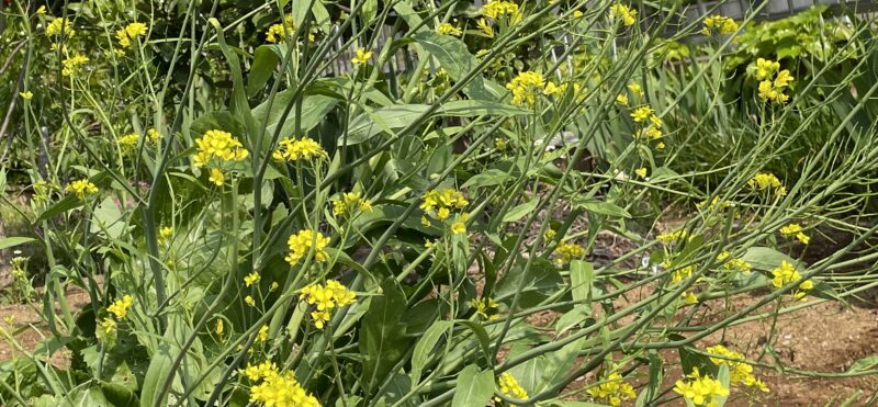 Chinese Mustard　祝蕾　子持ち高菜