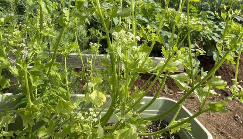 Chinese celery 芹菜(キンツァイ)
