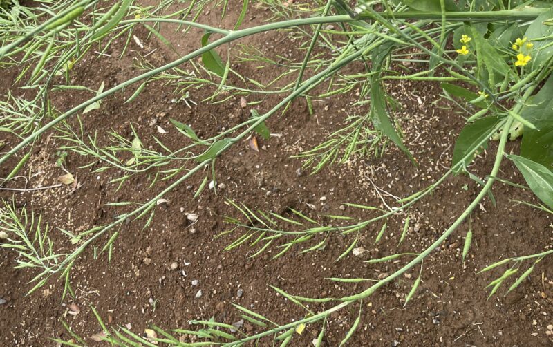 Chinese Mustard　祝蕾　子持ち高菜