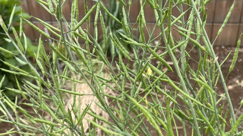Chinese Mustard　祝蕾　子持ち高菜
