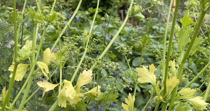 Chinese celery 芹菜(キンツァイ)