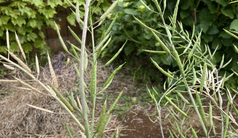 Chinese Mustard　祝蕾　子持ち高菜
