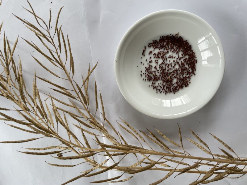 Chinese Mustard　祝蕾　子持ち高菜