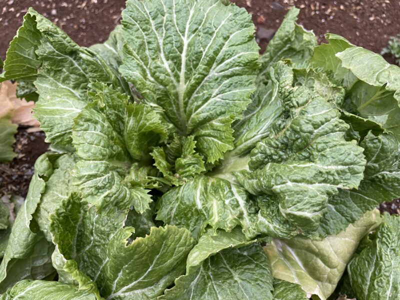 Chinese Mustard　祝蕾　子持ち高菜