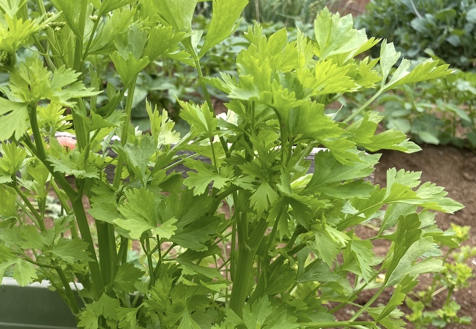 Chinese celery 芹菜(キンツァイ)