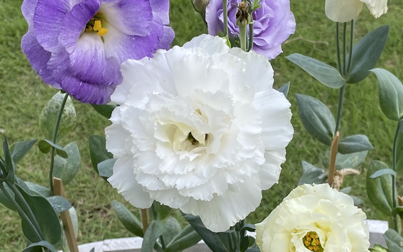 トルコギキョウ(八重咲)