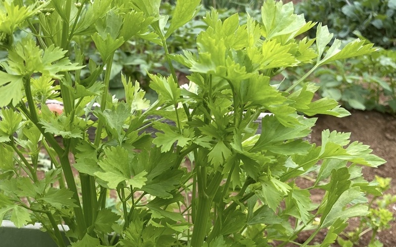 芹菜（キンツァイ）