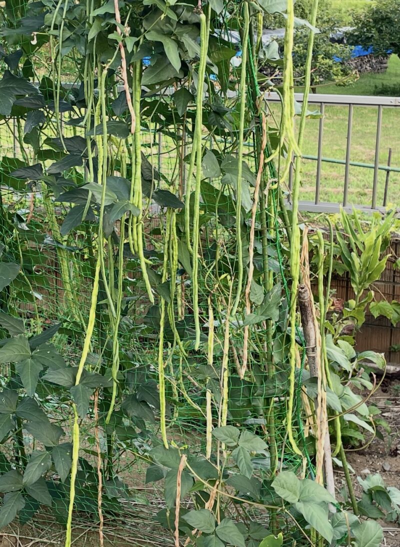 Cowpea 三尺ささげ