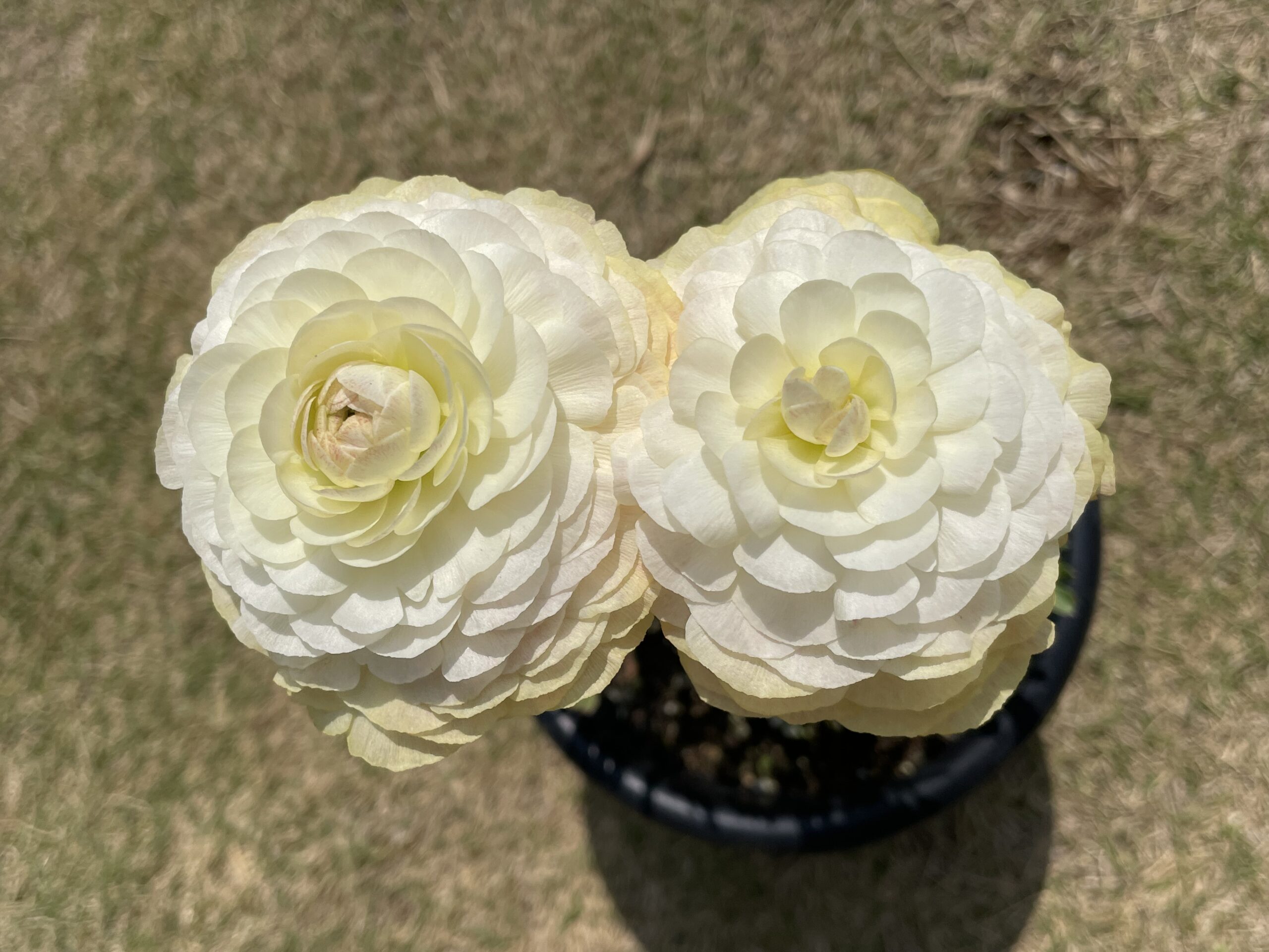 Ranunculus ラナンキュラス