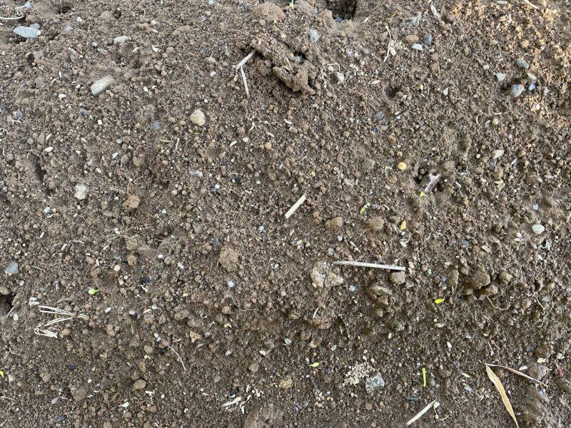 Cowpea 三尺ささげ