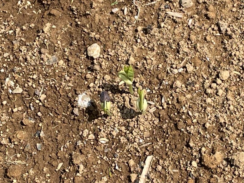 Cowpea 三尺ささげ