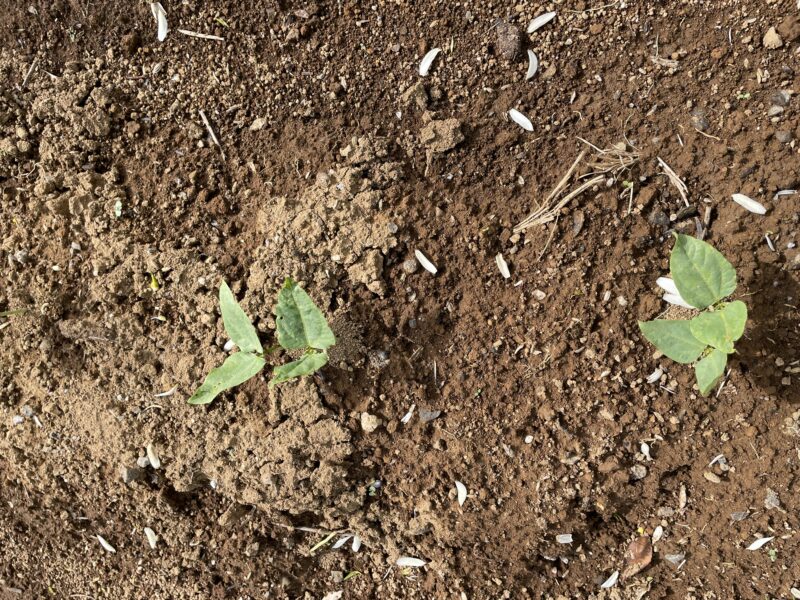 Cowpea 三尺ささげ