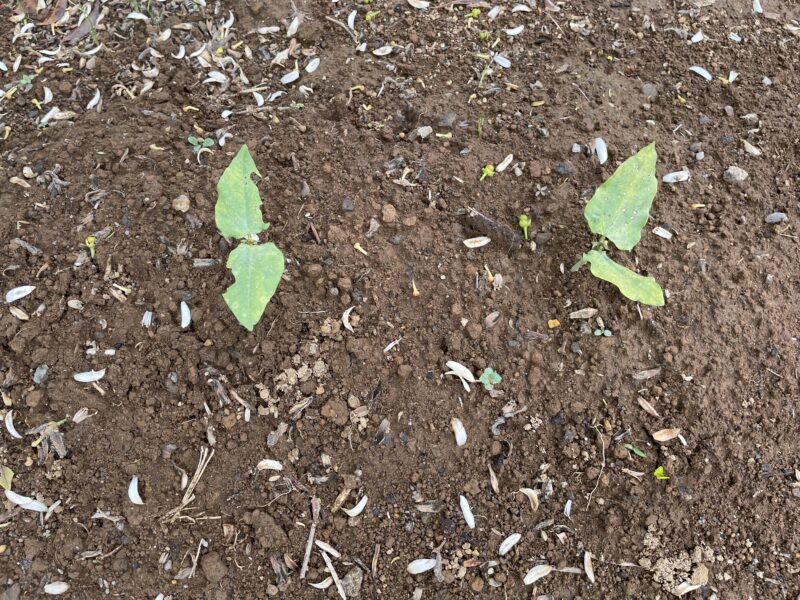 Cowpea 三尺ささげ