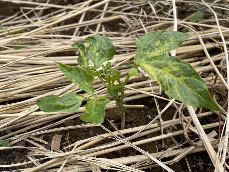 Cowpea 三尺ささげ