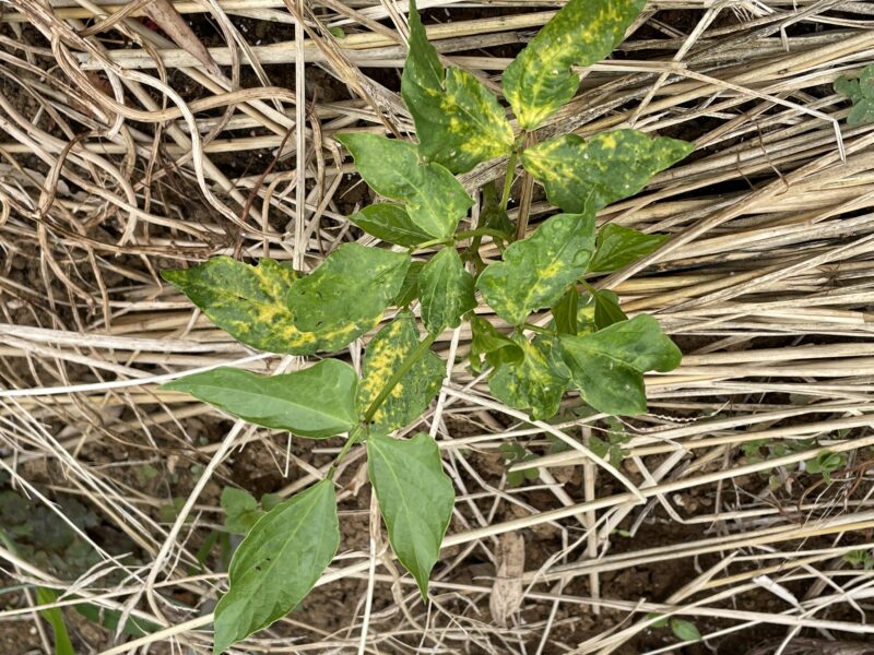 Cowpea 三尺ささげ