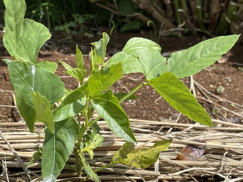 Cowpea 三尺ささげ