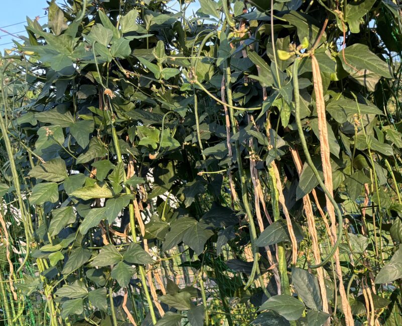 Cowpea 三尺ささげ