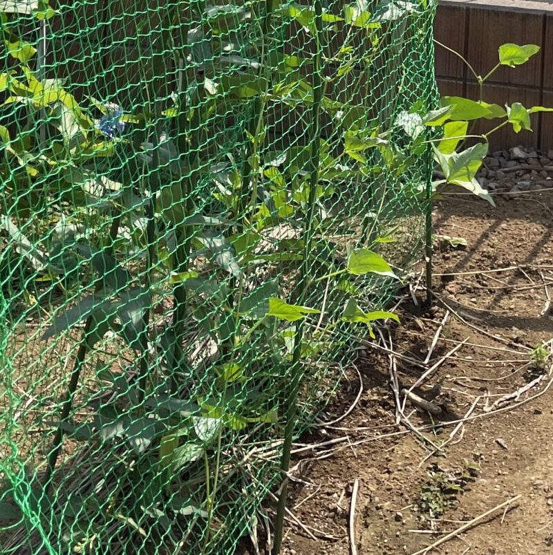 Cowpea 三尺ささげ