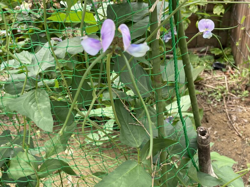 Cowpea 三尺ささげ