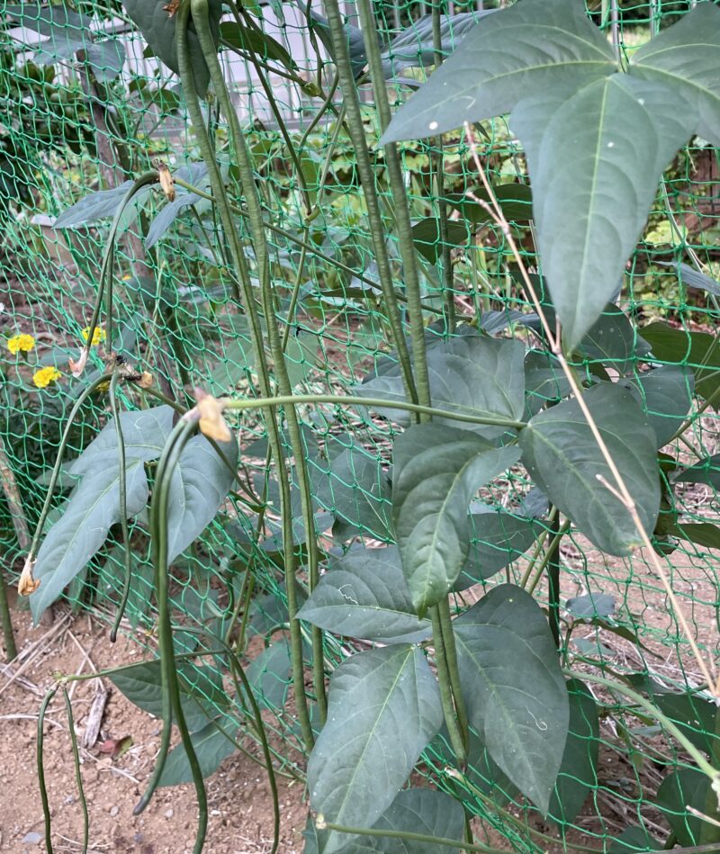 Cowpea 三尺ささげ