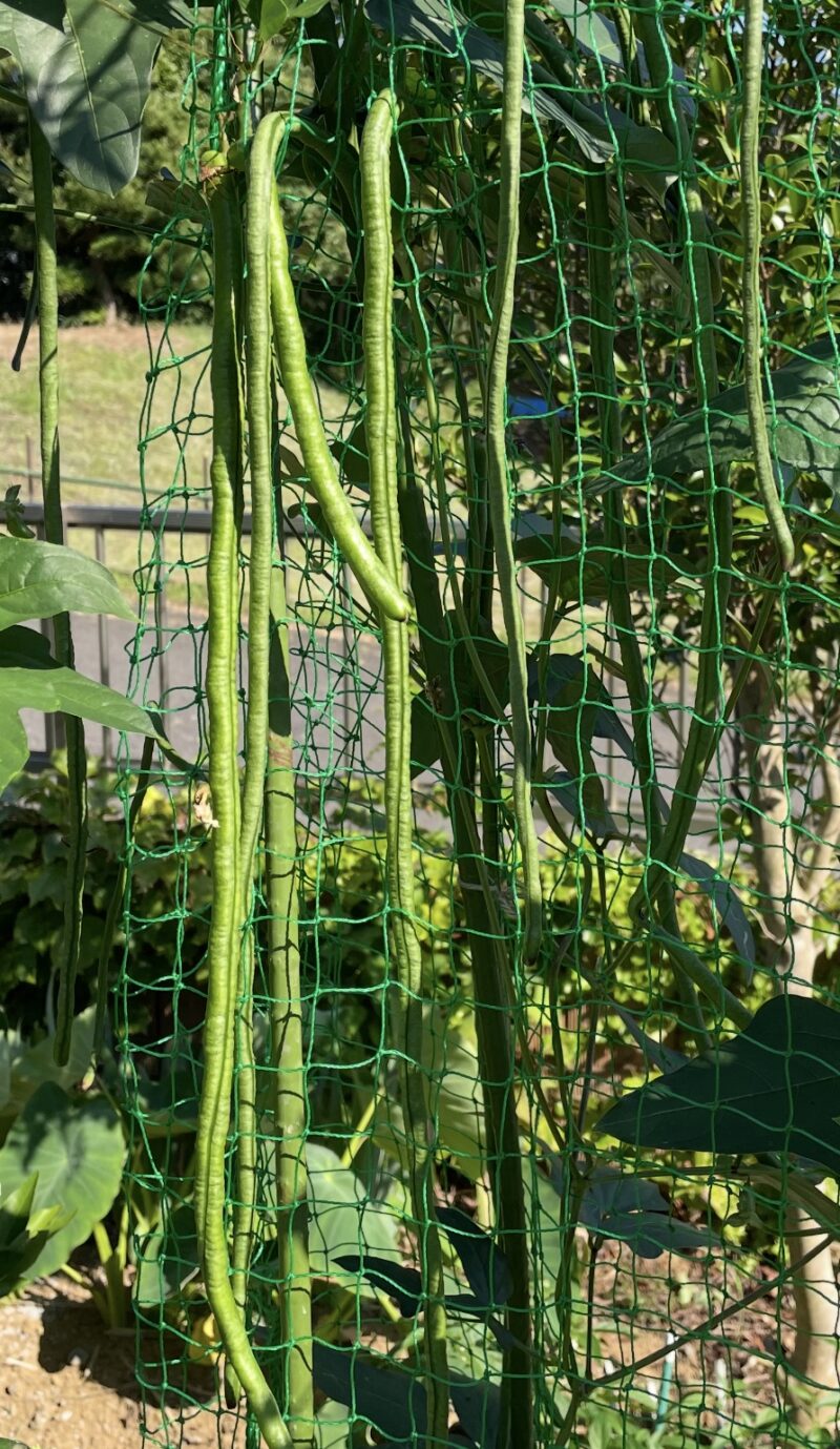 Cowpea 三尺ささげ