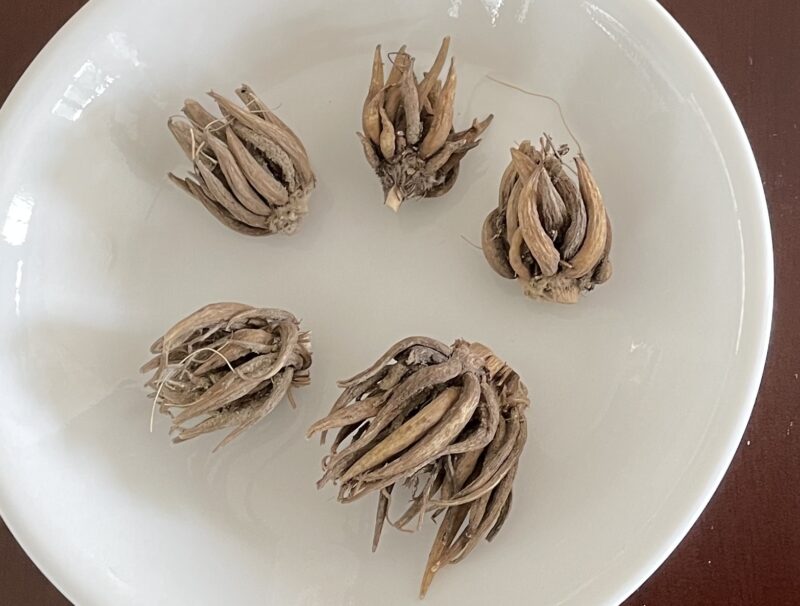 Ranunculus ラナンキュラス