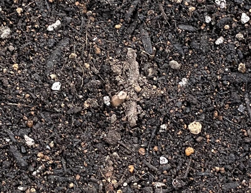 Ranunculus ラナンキュラス