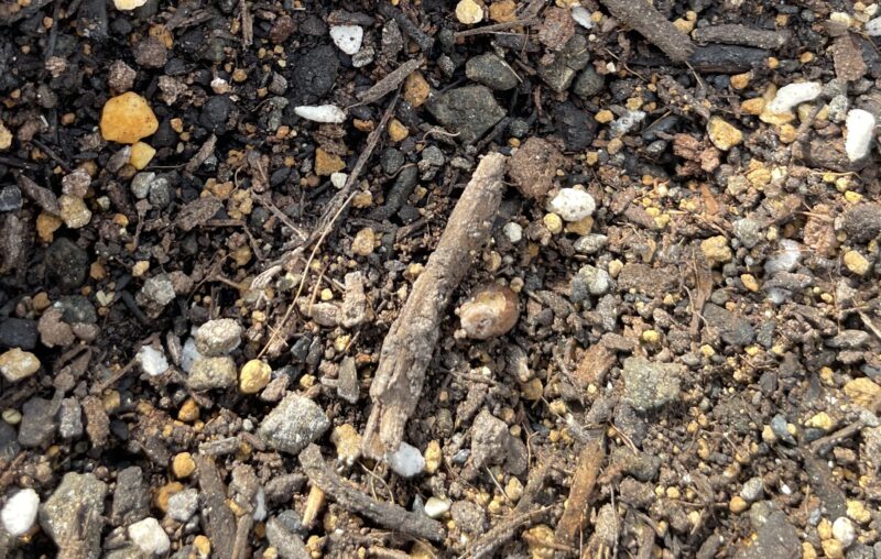 Ranunculus ラナンキュラス