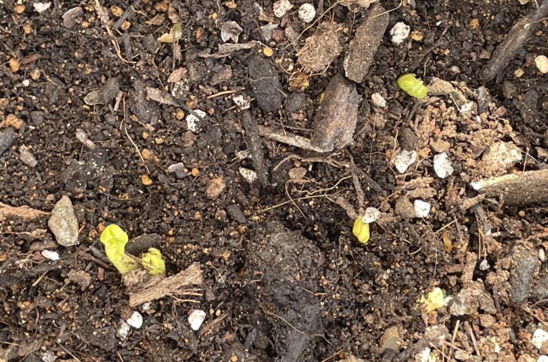 Ranunculus ラナンキュラス