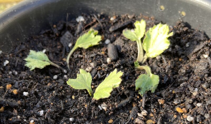 Ranunculus ラナンキュラス