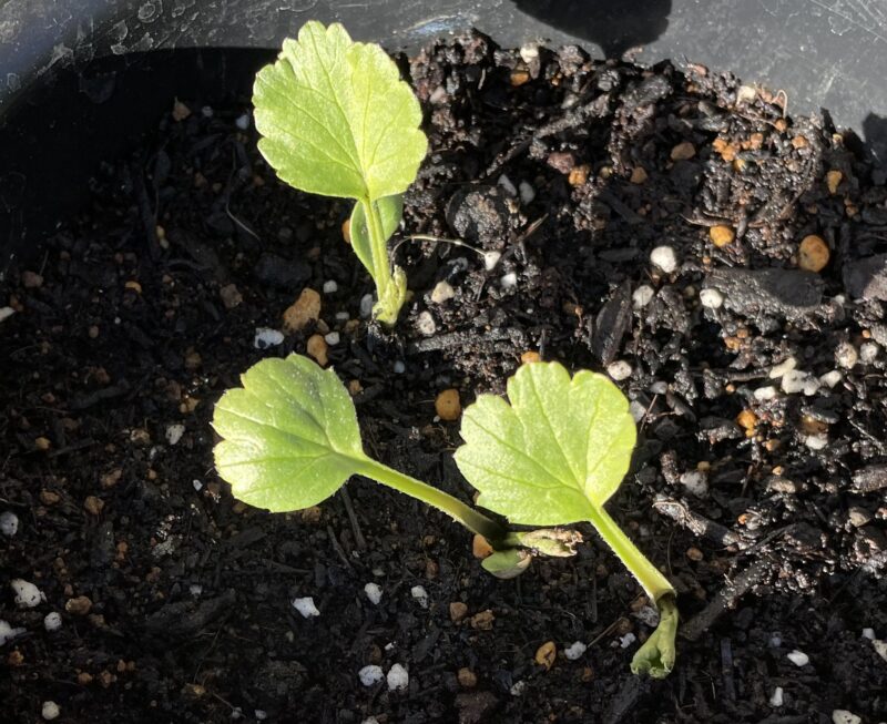 Ranunculus ラナンキュラス