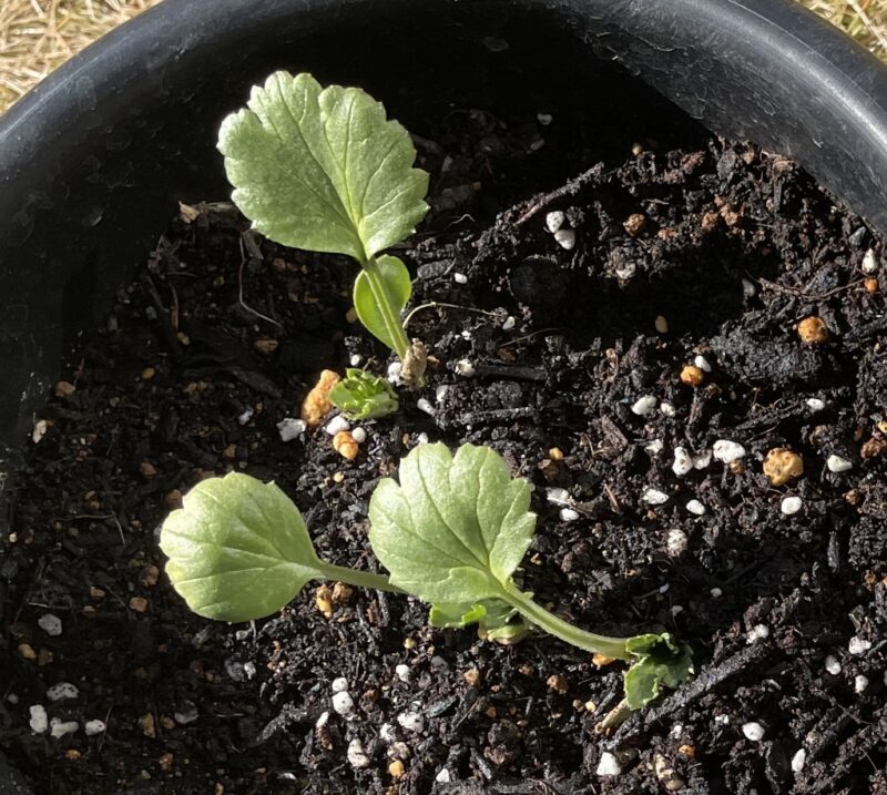 Ranunculus ラナンキュラス