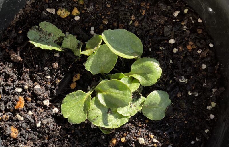 Ranunculus ラナンキュラス