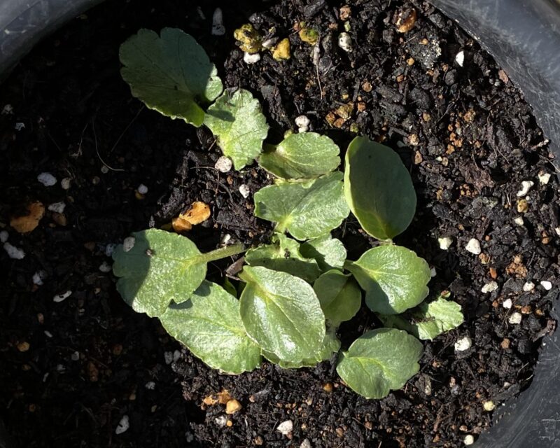 Ranunculus ラナンキュラス