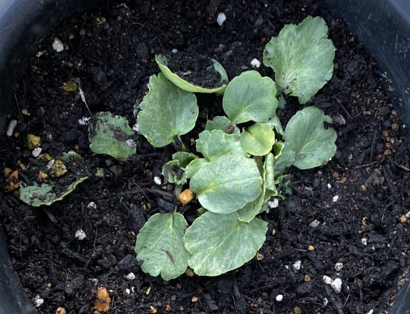 Ranunculus ラナンキュラス