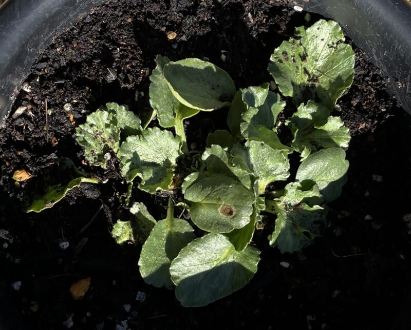 Ranunculus ラナンキュラス