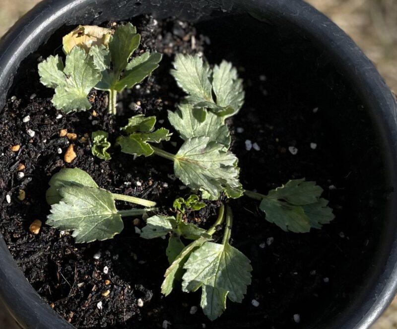 Ranunculus ラナンキュラス