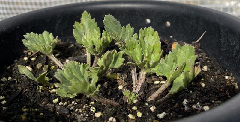 Ranunculus ラナンキュラス