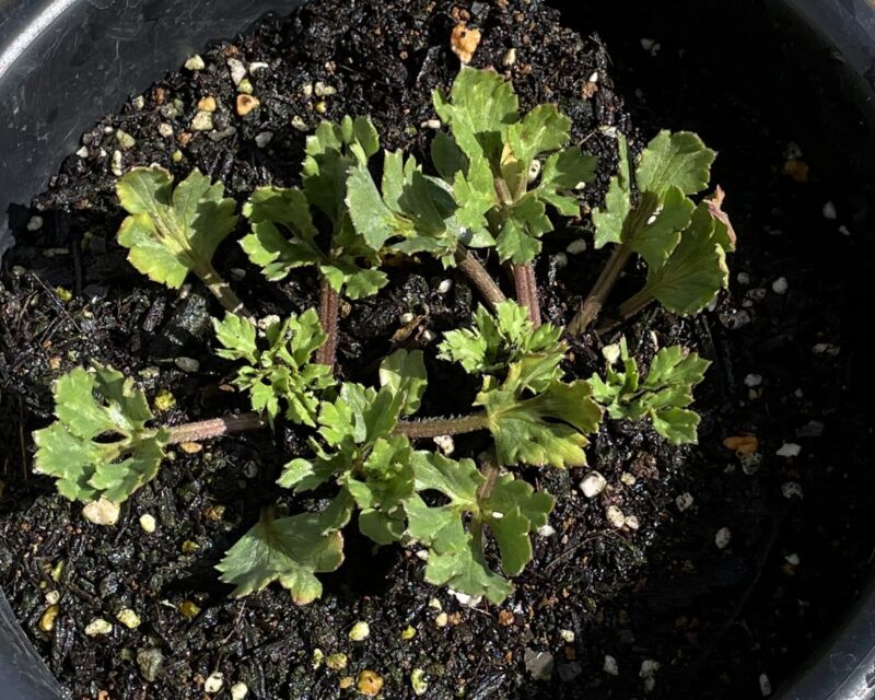 Ranunculus ラナンキュラス