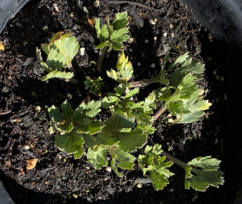 Ranunculus ラナンキュラス