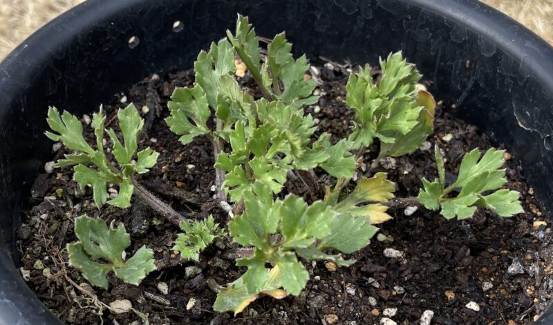 Ranunculus ラナンキュラス