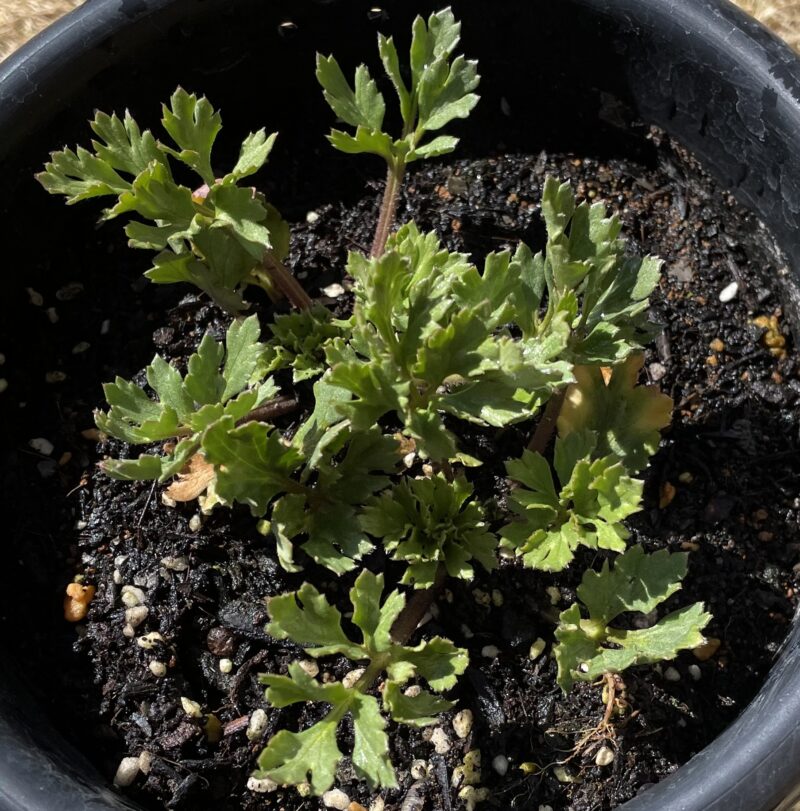 Ranunculus ラナンキュラス