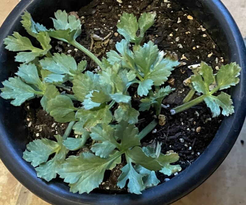 Ranunculus ラナンキュラス