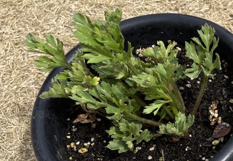 Ranunculus ラナンキュラス