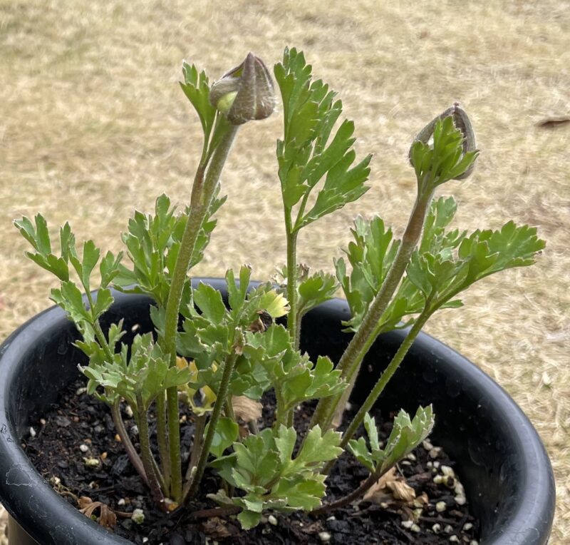 Ranunculus ラナンキュラス