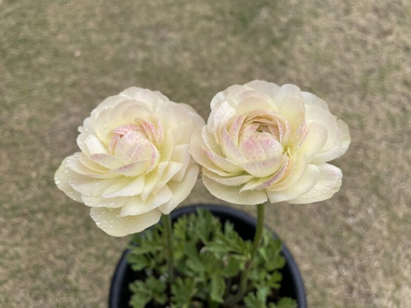 Ranunculus ラナンキュラス